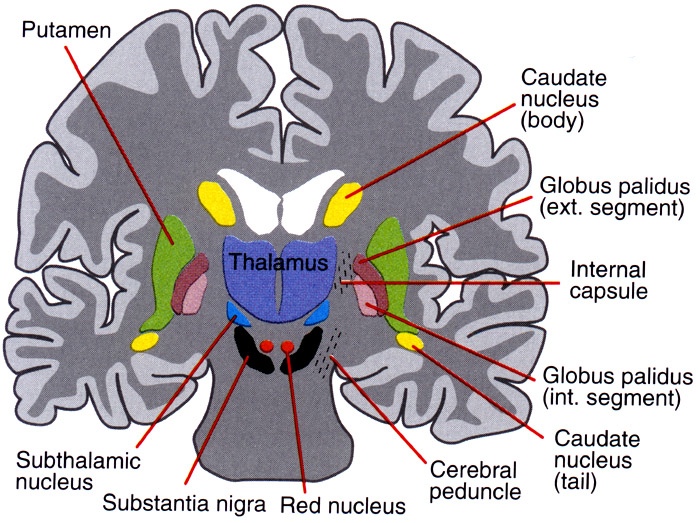 Substantia Nigra Red Nucleus